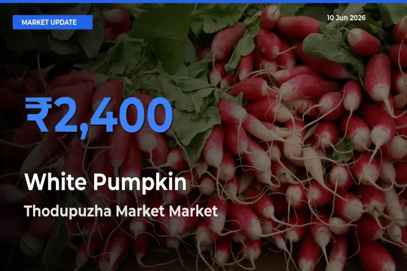 Farmers Prefer Thodupuzha Market as White Pumpkin Hits Highest Rate