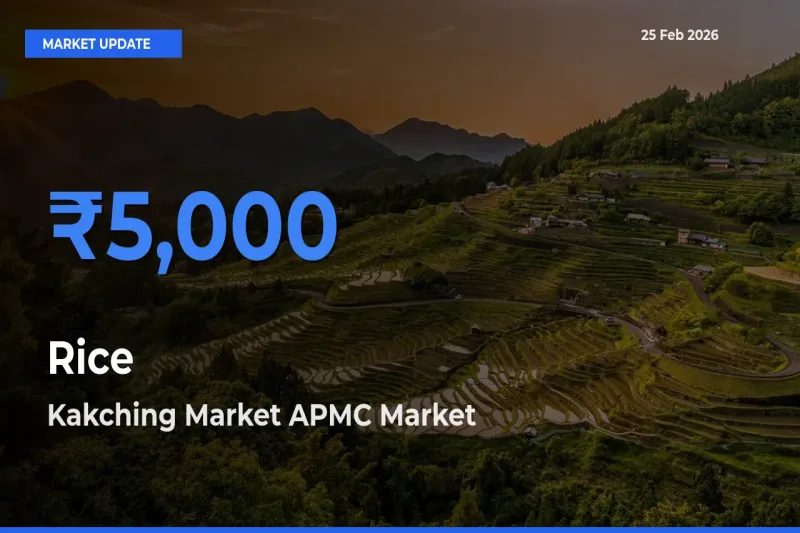 Kakching Market APMC Emerges as Top Mandi for Rice Prices Today