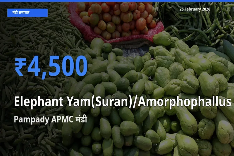 टॉप मंडी बना Pampady APMC! Elephant Yam(Suran)/Amorphophallus के सबसे ऊँचे दाम यहीं दर्ज