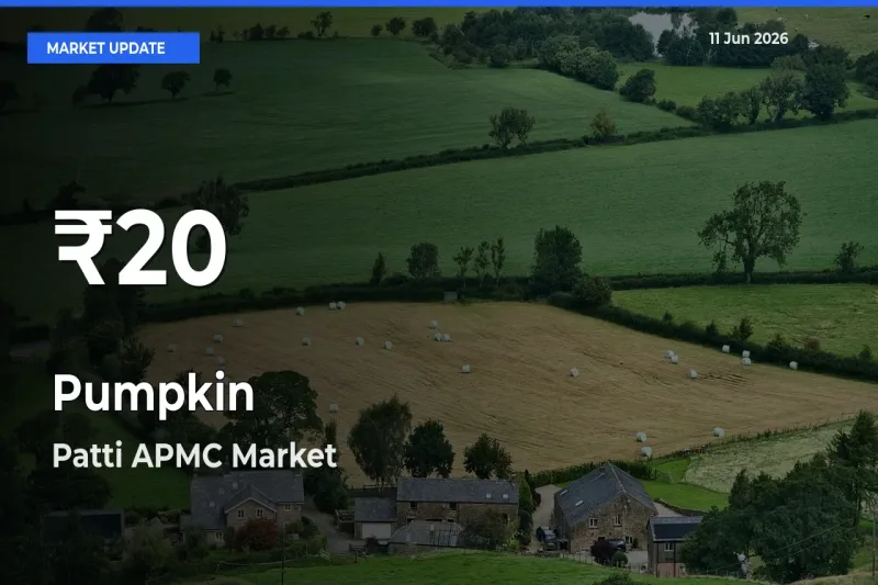 Why Pumpkin Prices Slumped in Patti APMC – 30-Day Low Today