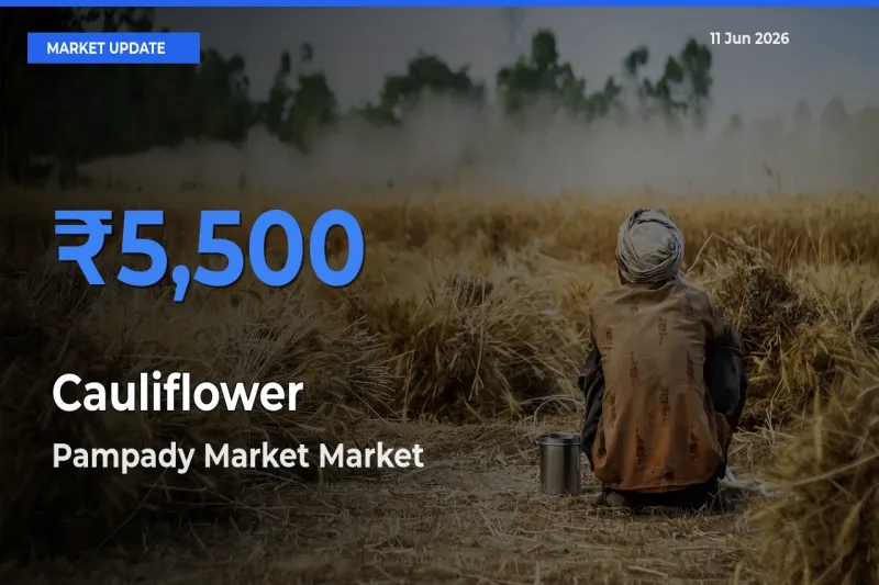 Pampady Market Records Highest ₹5,500 Rate for Cauliflower