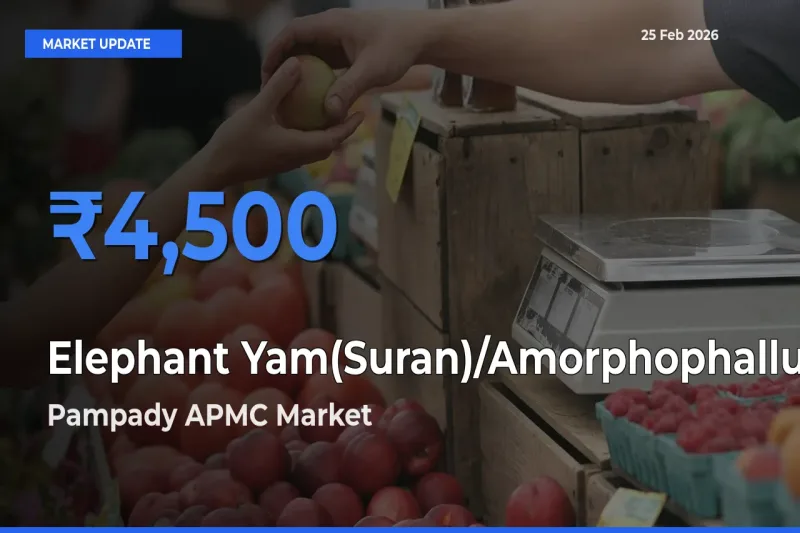 Pampady APMC Records Highest ₹4,500 Rate for Elephant Yam(Suran)/Amorphophallus