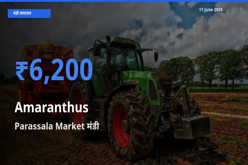 बाज़ार संकेत: Parassala Market बना चौलाई के लिए आज की टॉप मंडी