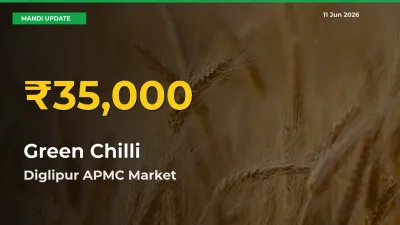 Green Chilli Price Hits New High in Diglipur APMC Today – Check Latest Mandi Rates