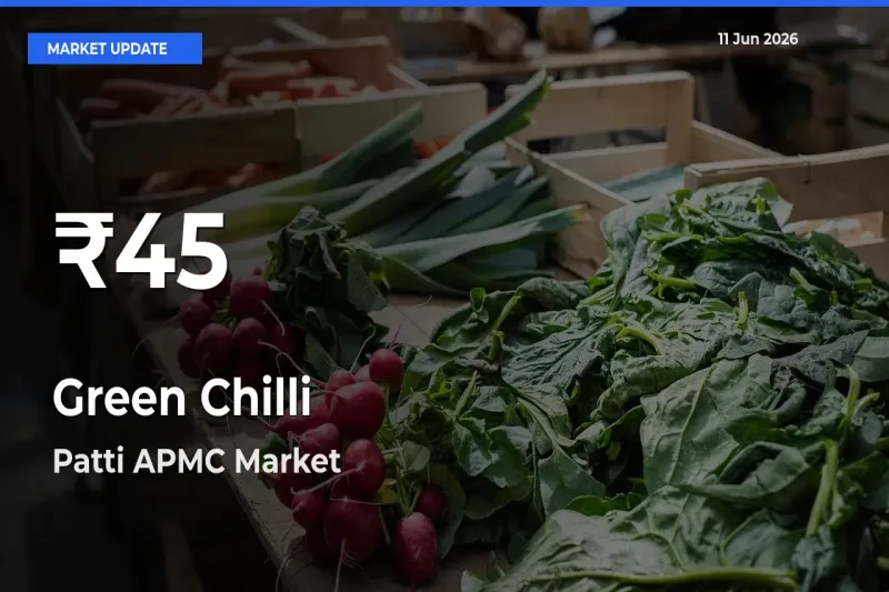 Big Drop! Green Chilli Slides to 30-Day Low at Patti APMC