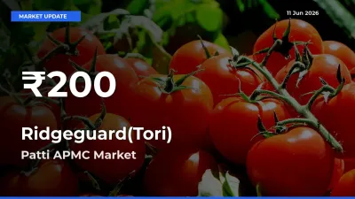 Ridgeguard(Tori) Hits 30-Day Low in Patti APMC