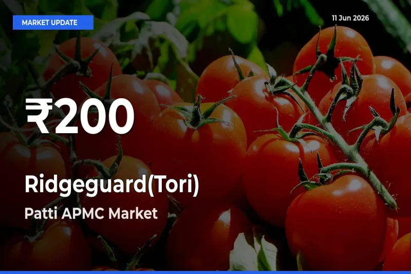 Ridgeguard(Tori) Hits 30-Day Low in Patti APMC