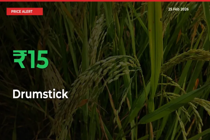 This Mandi Records 15.09% Jump in Drumstick Prices