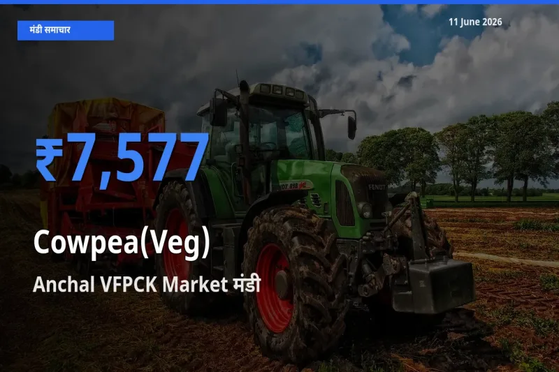 Anchal VFPCK Market मंडी में लोबिया फली ₹7,577 पर पहुँचा – आज का सर्वोच्च भाव