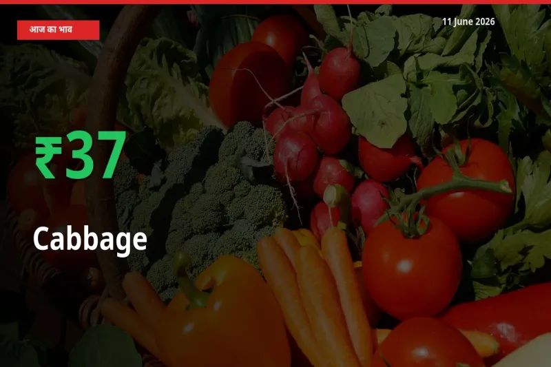 किसानों के लिए खुशखबरी! स्थानीय मंडी में पत्ता गोभी 37.02% उछला