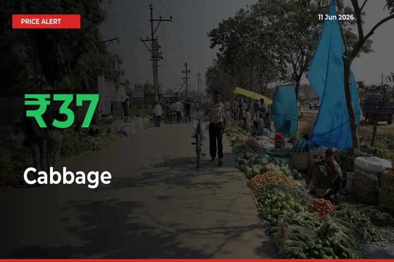 Why Cabbage Prices Rose 37.02% in a Day at Mandis