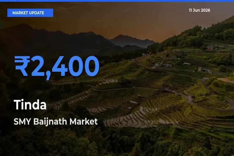 SMY Baijnath Offers ₹2,400 – Highest Tinda Rate Today
