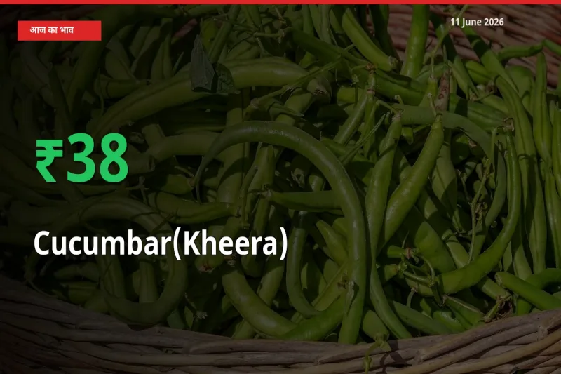 तेज़ तेजी! मंडी में खीरा के दाम 37.77% चढ़े
