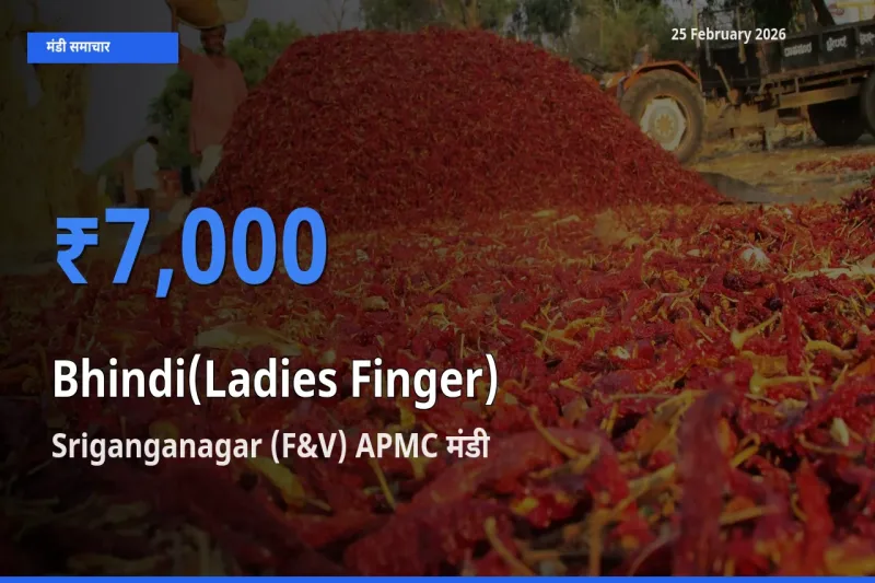 बाज़ार संकेत: Sriganganagar (F&V) APMC बना Bhindi(Ladies Finger) के लिए आज की टॉप मंडी