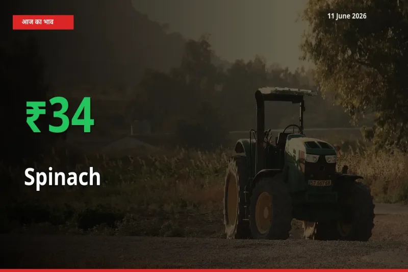 पालक 34.43% उछला, मंडी