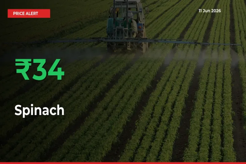 Spinach Rises 34.43% at Mandis
