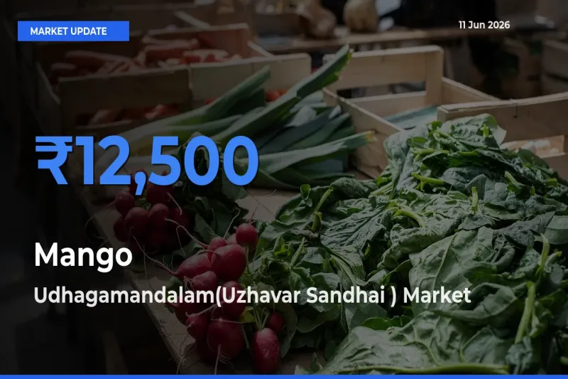 Mango Mandi Rate Today: Udhagamandalam(Uzhavar Sandhai ) Tops the List