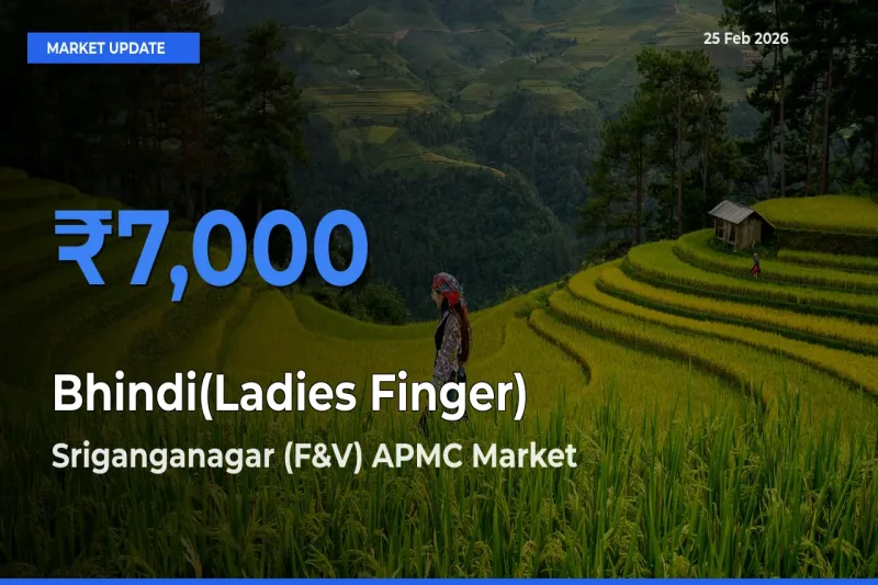 Top Performer! Sriganganagar (F&V) APMC Offers Best Bhindi(Ladies Finger) Price Today
