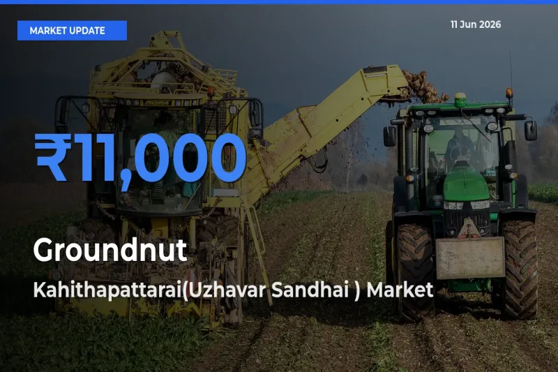 Farmers Prefer Kahithapattarai(Uzhavar Sandhai ) as Groundnut Hits Highest Rate