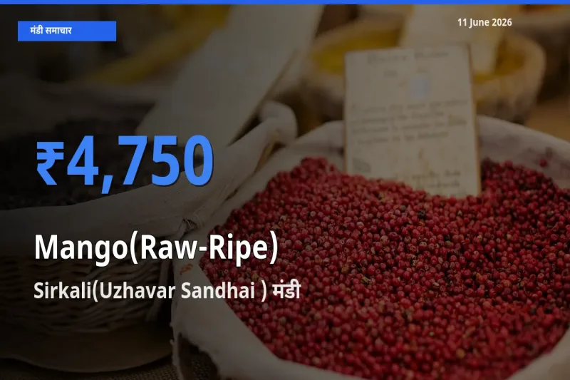 11 June अपडेट: आम (कच्चा-पका) के सबसे ऊँचे दाम Sirkali(Uzhavar Sandhai ) मंडी में