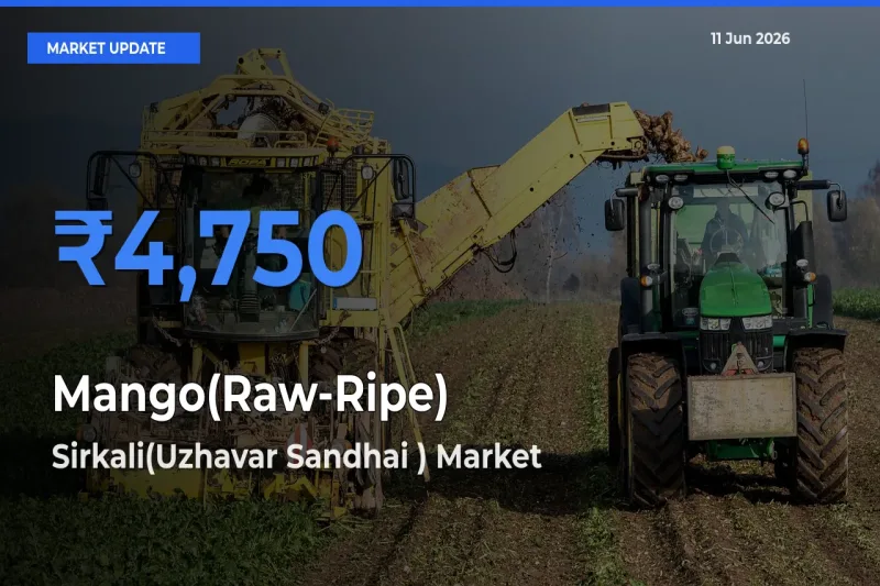 Market Watch: Sirkali(Uzhavar Sandhai ) Becomes Top Mandi for Mango(Raw-Ripe)