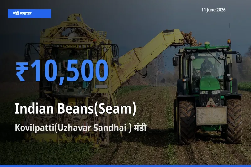 11 June अपडेट: सेम (देशी) के सबसे ऊँचे दाम Kovilpatti(Uzhavar Sandhai ) मंडी में