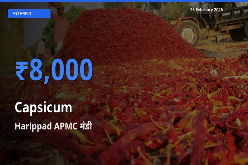Harippad APMC में Capsicum का आज सबसे ऊँचा भाव