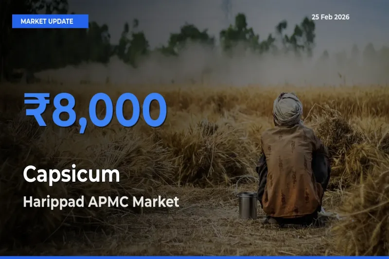 Harippad APMC Offers ₹8,000 – Highest Capsicum Rate Today