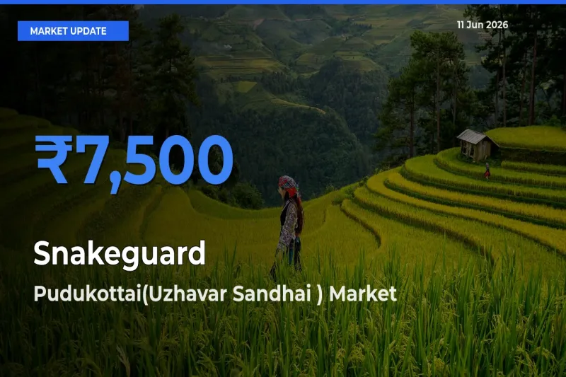 Pudukottai(Uzhavar Sandhai ) Offers ₹7,500 – Highest Snakeguard Rate Today