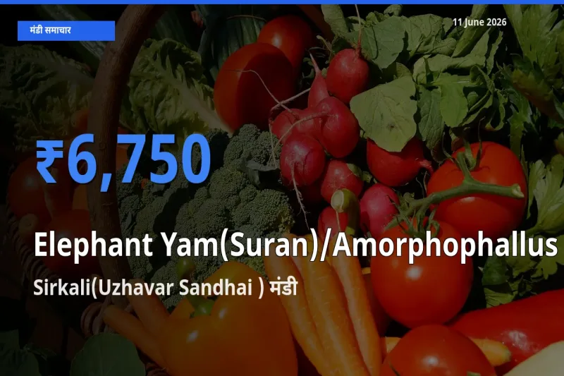 आज का मंडी भाव: जिमीकंद (सूरन) के सबसे ज़्यादा दाम Sirkali(Uzhavar Sandhai ) में