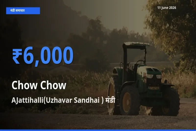 AJattihalli(Uzhavar Sandhai ) में चाउ चाउ का आज सबसे ऊँचा भाव