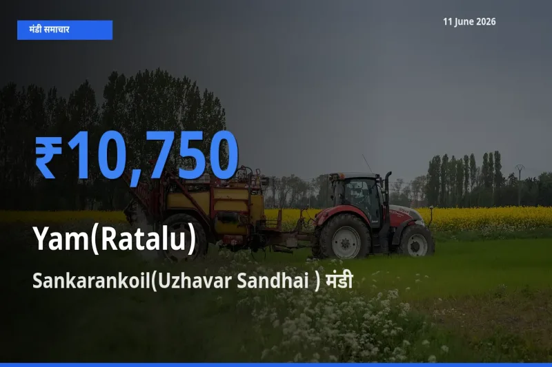 Sankarankoil(Uzhavar Sandhai ) में रतालू (रतलू) का आज सबसे ऊँचा भाव