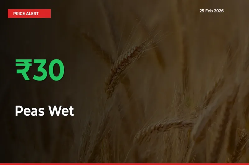 Peas Wet Rises 29.84% at Mandis