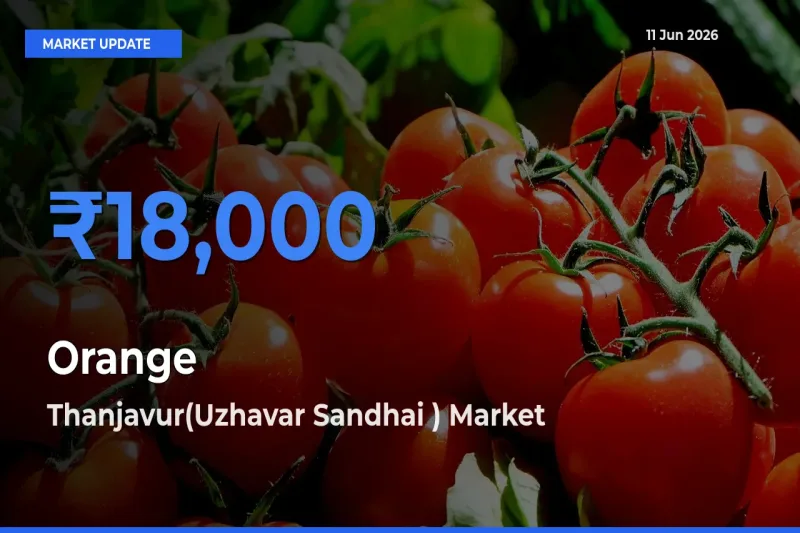 Top Performer! Thanjavur(Uzhavar Sandhai ) Offers Best Orange Price Today