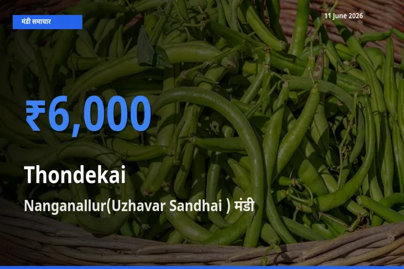 आज कुंदरू के सबसे ज़्यादा दाम Nanganallur(Uzhavar Sandhai ) मंडी में दर्ज