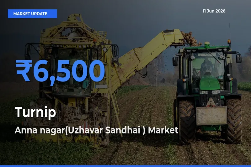 Anna nagar(Uzhavar Sandhai ) Tops Turnip Mandi Rates Today