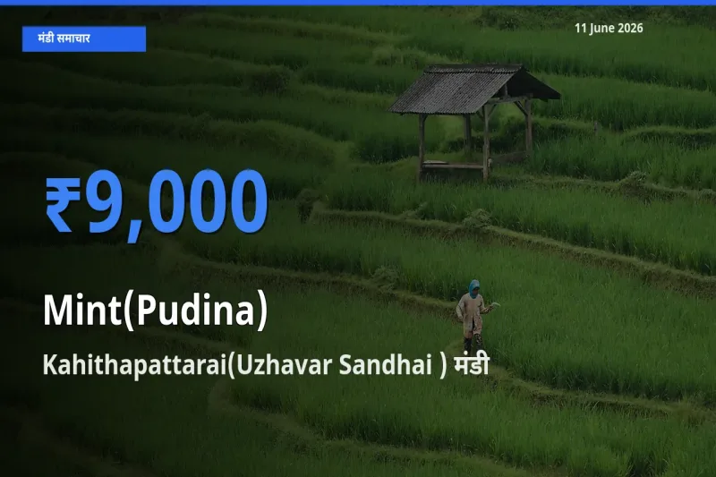 बाज़ार संकेत: Kahithapattarai(Uzhavar Sandhai ) बना पुदीना के लिए आज की टॉप मंडी