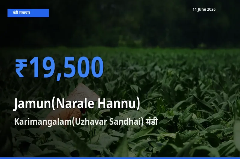Karimangalam(Uzhavar Sandhai) मंडी में जामुन (नाराले हन्नू) ₹19,500 पर पहुँचा – आज का सर्वोच्च भाव