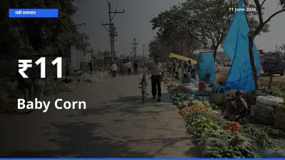 11 June अपडेट: बेबी कॉर्न के दाम कई मंडियों में एक जैसा रुझान