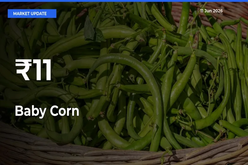 Baby Corn Mandi Prices Move in Sync Across Major Markets Today