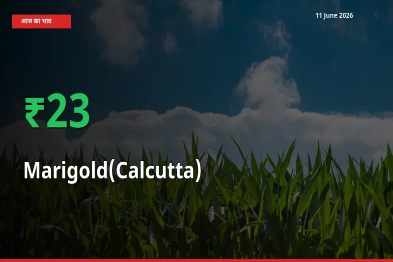 11 June अपडेट: गेंदा (कलकत्ता) के दाम मंडी में 23.31% उछले