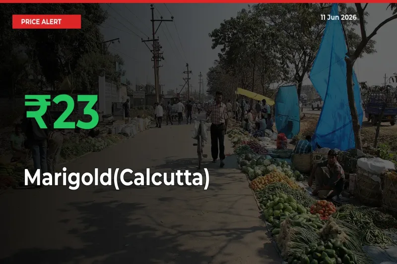 Marigold(Calcutta) Prices Rise 23.31% in a Day at Major Mandis