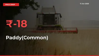 This Mandi Records 17.97% Fall in Paddy(Common) Prices