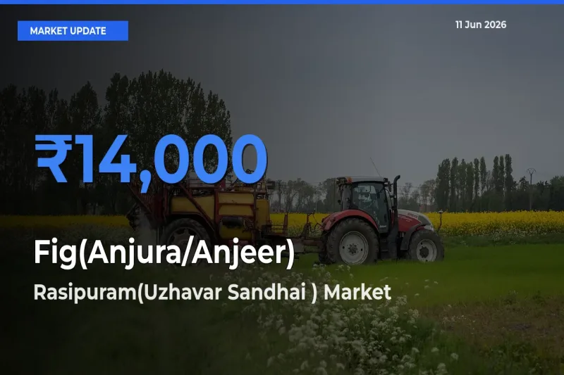 Farmers Prefer Rasipuram(Uzhavar Sandhai ) as Fig(Anjura/Anjeer) Hits Highest Rate
