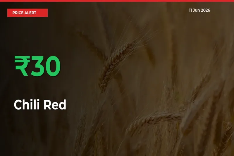 This Mandi Records 30.48% Jump in Chili Red Prices