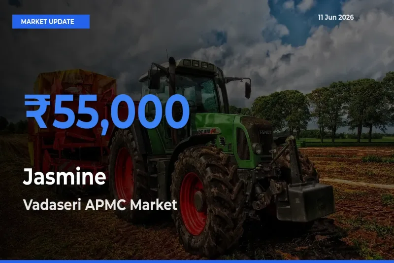 Vadaseri APMC Tops Jasmine Rates – June 11 Market Update