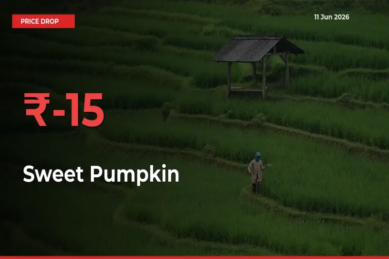Sweet Pumpkin Mandi Rate Today: Prices Fall 15.47% at Market