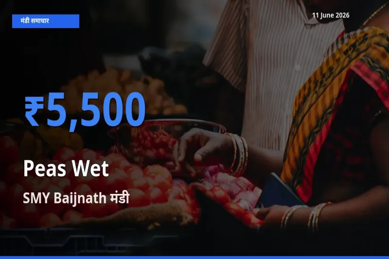 आज का मंडी भाव: हरी मटर के सबसे ज़्यादा दाम SMY Baijnath में