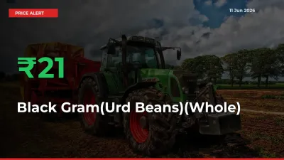 20.87% Spike in Black Gram(Urd Beans)(Whole) Prices – Mandi Sees Sudden Rally