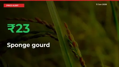 Why Sponge gourd Prices Rose 23.17% in a Day at Mandis